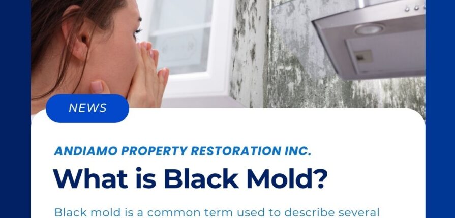 What is Black Mold - Andiamo Property Restoration Inc.