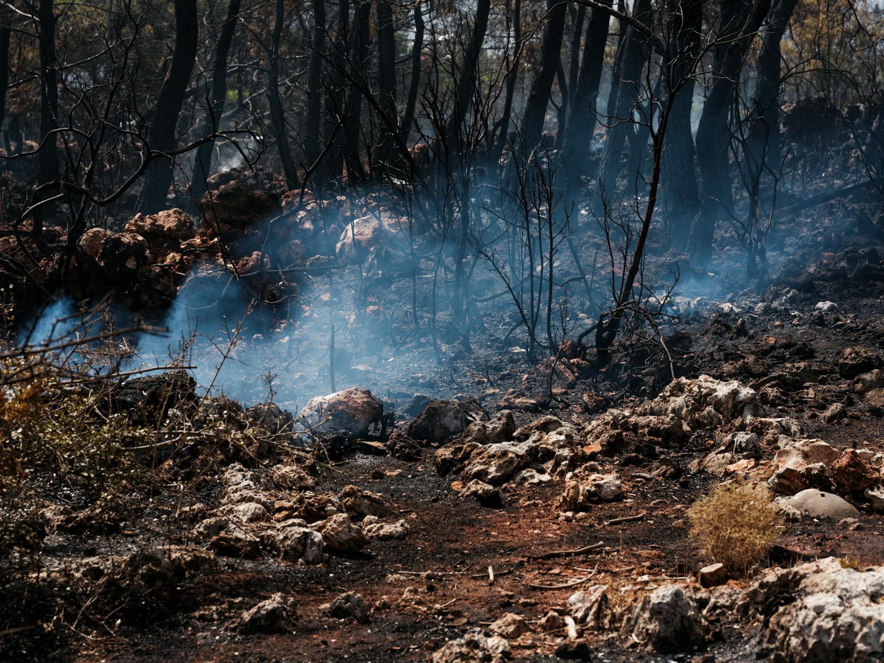 forest fire and environmental disaster