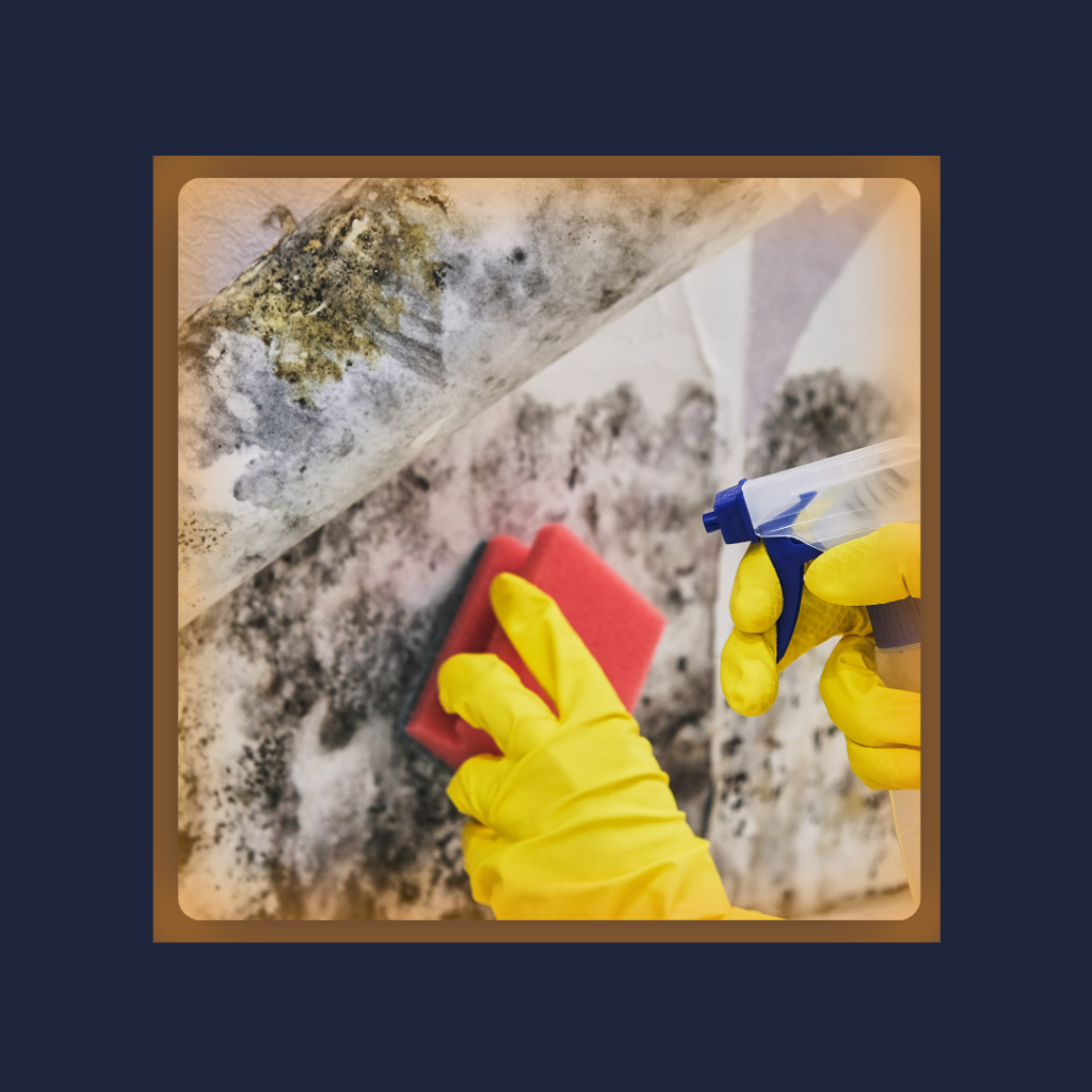 Mold Removal and Remediation